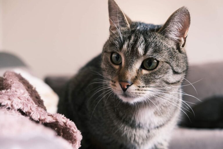 bury kot stoi na kanapie