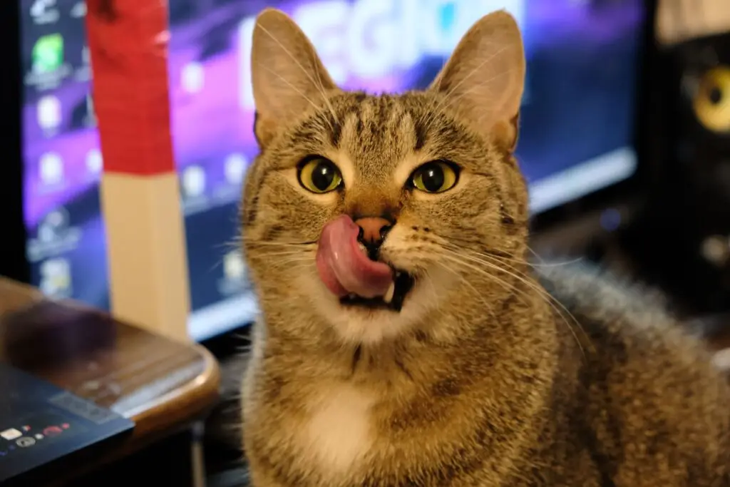 bury kot z językiem na wierzchu oblizuje się