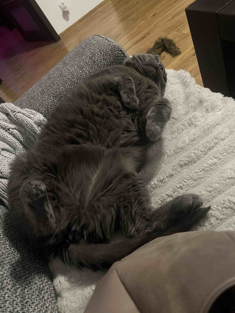 kot rasy kartuski leży na kanapie kociary.pl