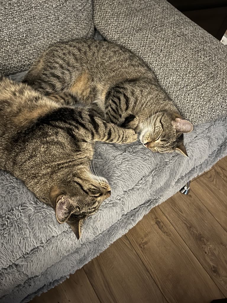 2 bure koty leżą koło siebie kociary.pl