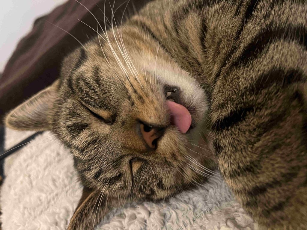 bury kot śpi na kocu